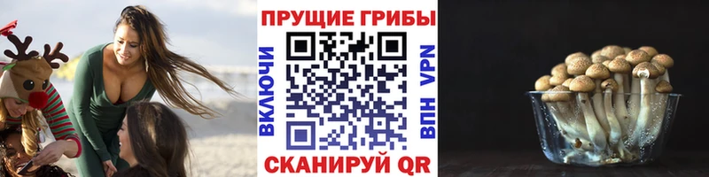 Купить закладки Калачинск Псилоцибиновые грибы Cubensis