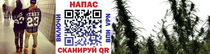 Купить закладки  Калачинск  Бошки Шишки семена 